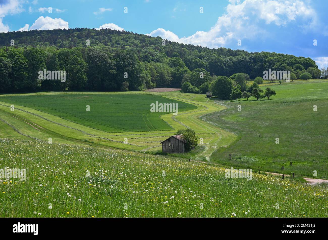 Old wooden barn in a green landscape in the middle of fields with ...