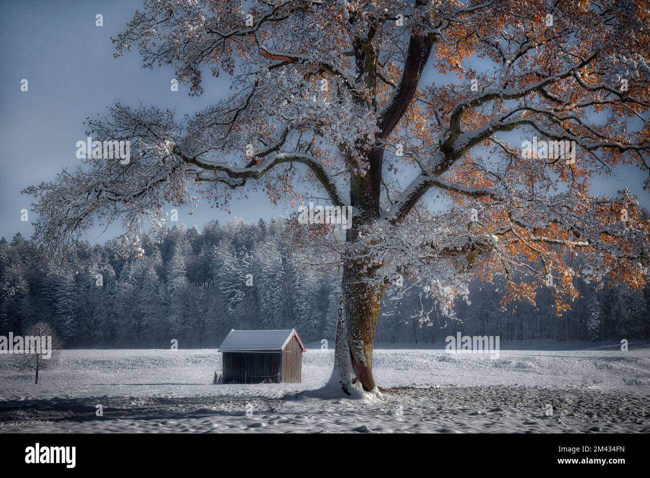 DE - BAVARIA: Winterscene with old oak tree near Bad Toelz in Oberbayern Stock Photo