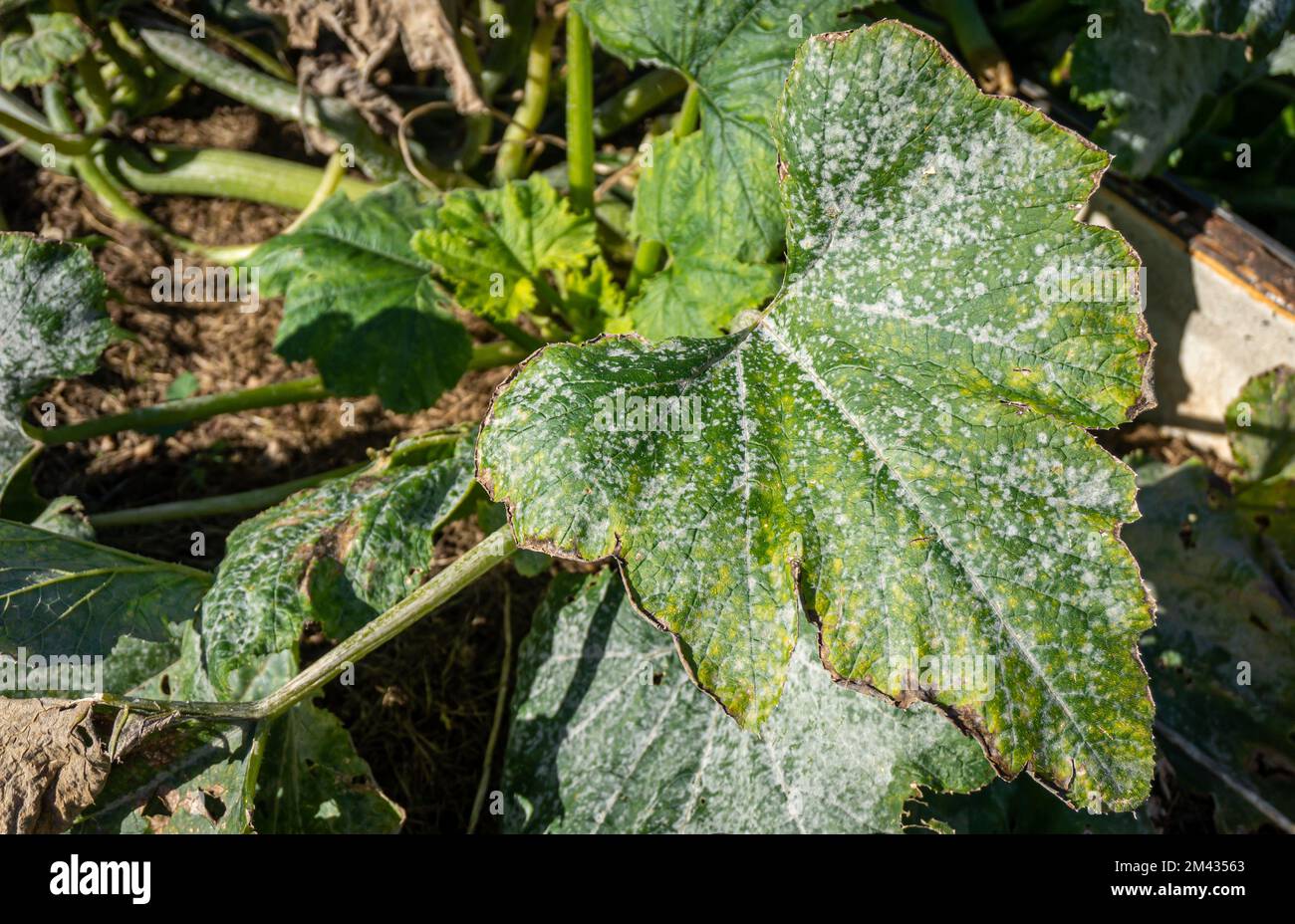 Marrow squash leaf strongly affected by a powdery mildew fungal disease close-up. Stock Photo