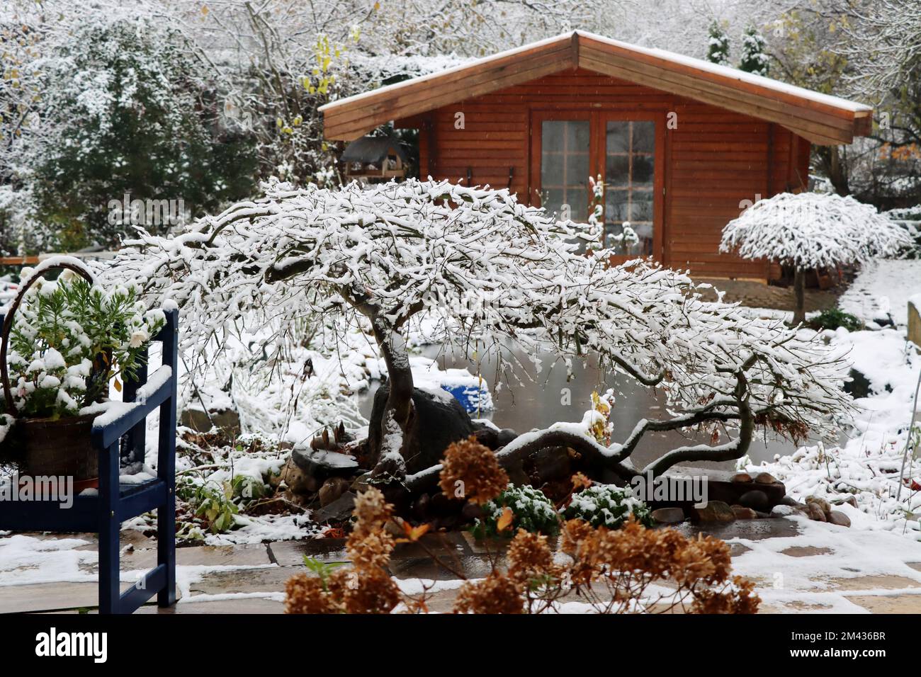 winterlicher Garten mit Japanischem Ahorn, Gartenteich und Gartenhaus