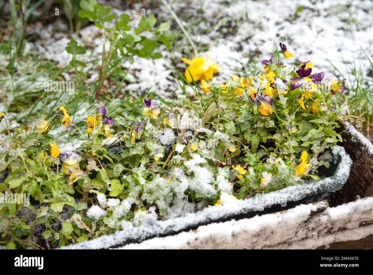 Surprised pansy flowers at flower box covered with snow. Sudden winter in spring. Global climate change. Gardening challenge difficulties. Stock Photo