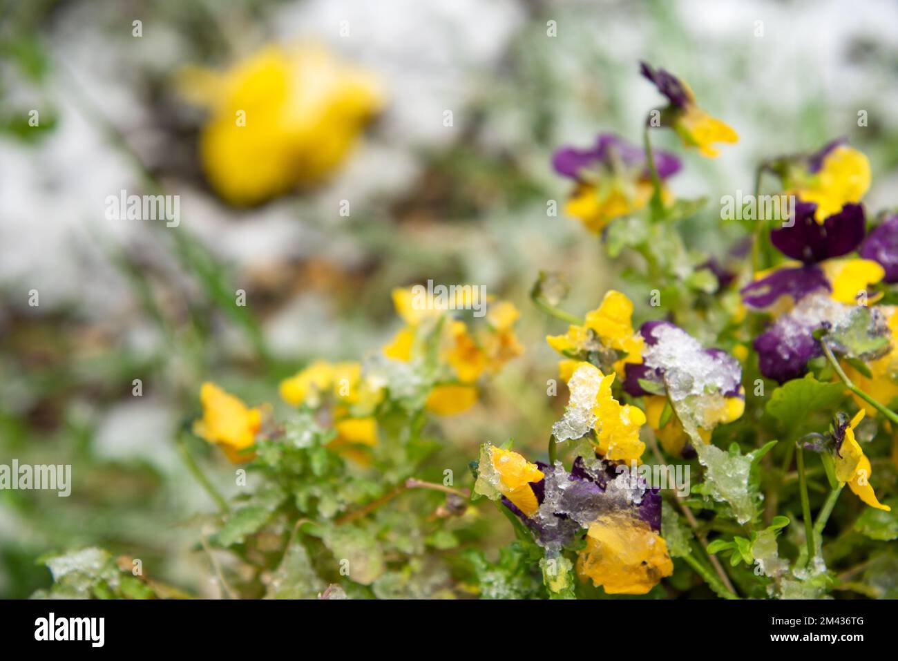 Surprised pansy flowers in garden covered with snow. Sudden winter in spring. Global climate change. Gardening challenge difficulties. Floral seasonal Stock Photo