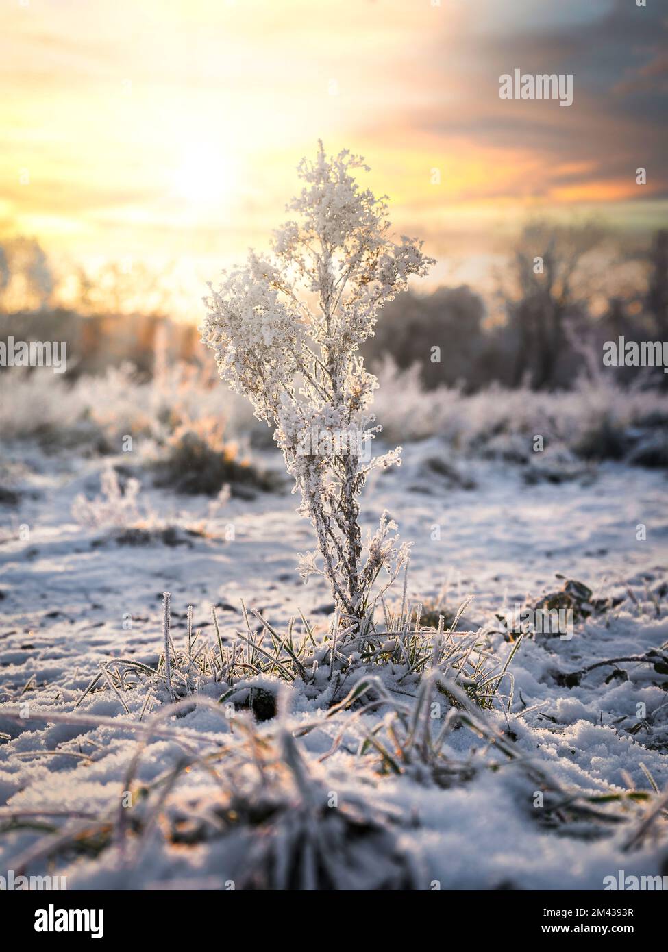 Frost Stock Photo