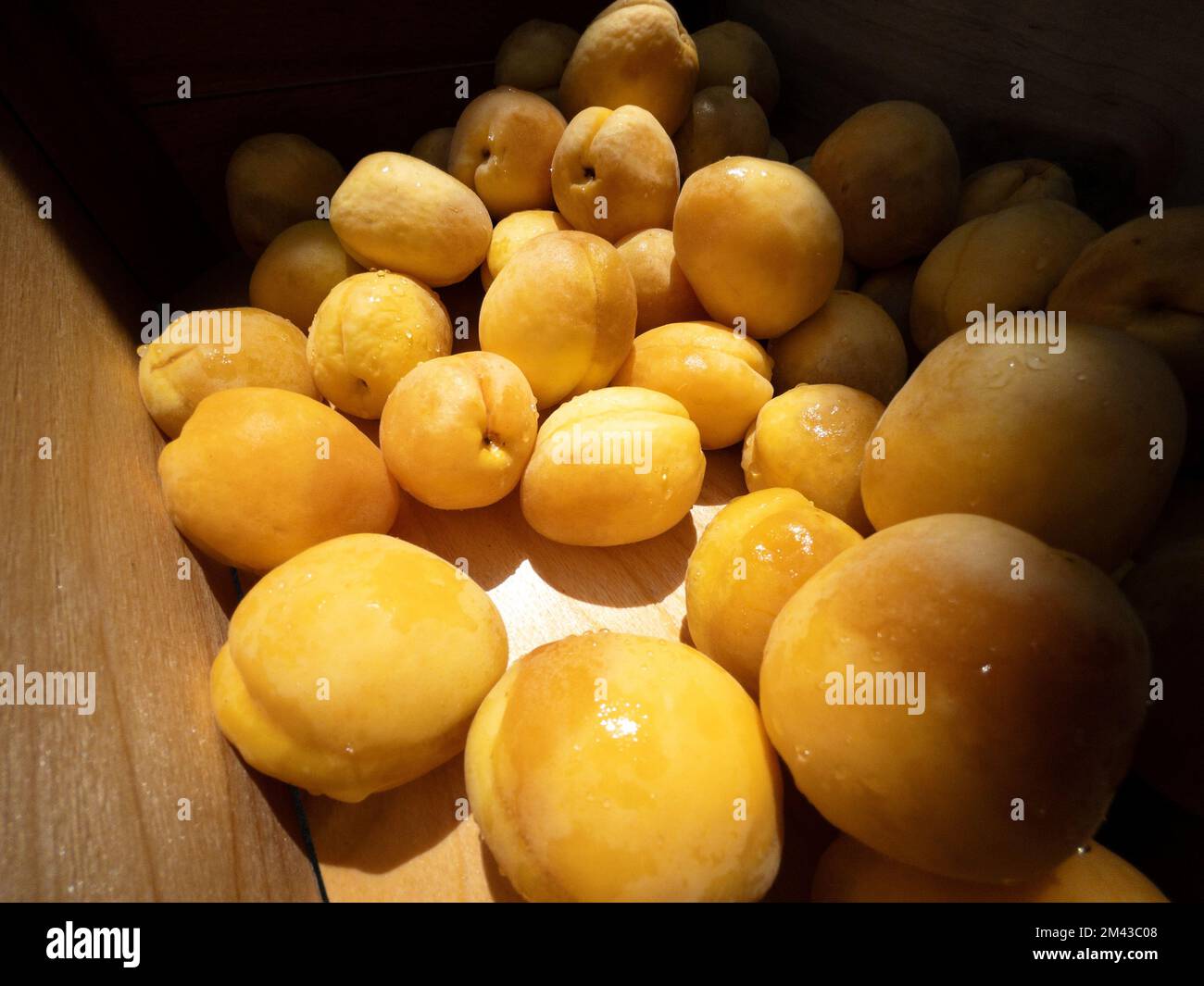Lots of fresh apricots in a box close-up with natural light Stock Photo