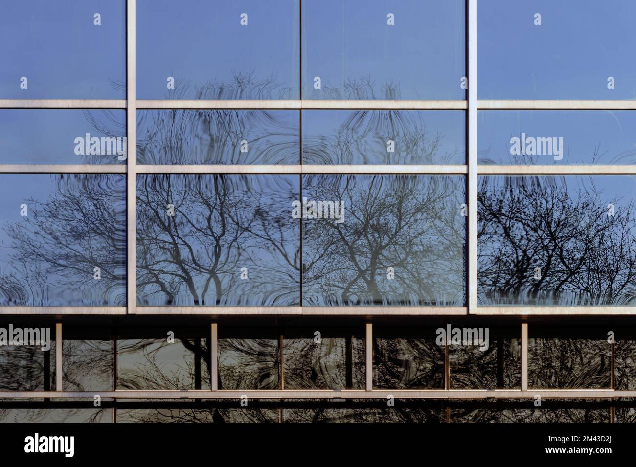 Trees reflected on a urban office window Stock Photo