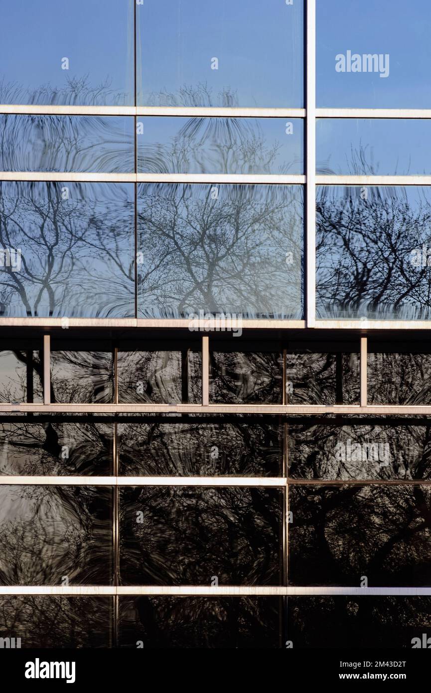 Trees reflected on a urban office window Stock Photo