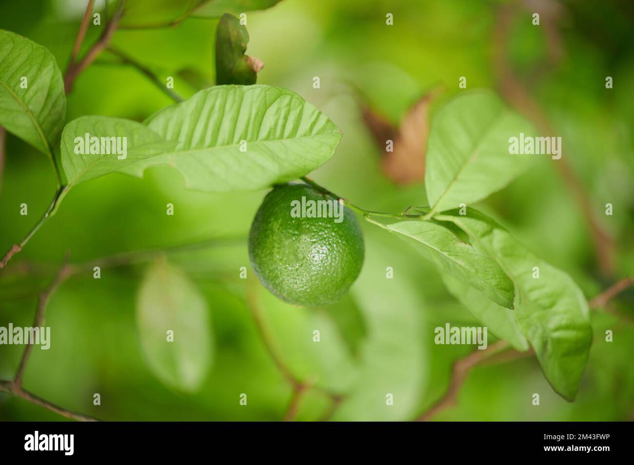 Growing green lime citrus fruit on tree branch close up view Stock Photo