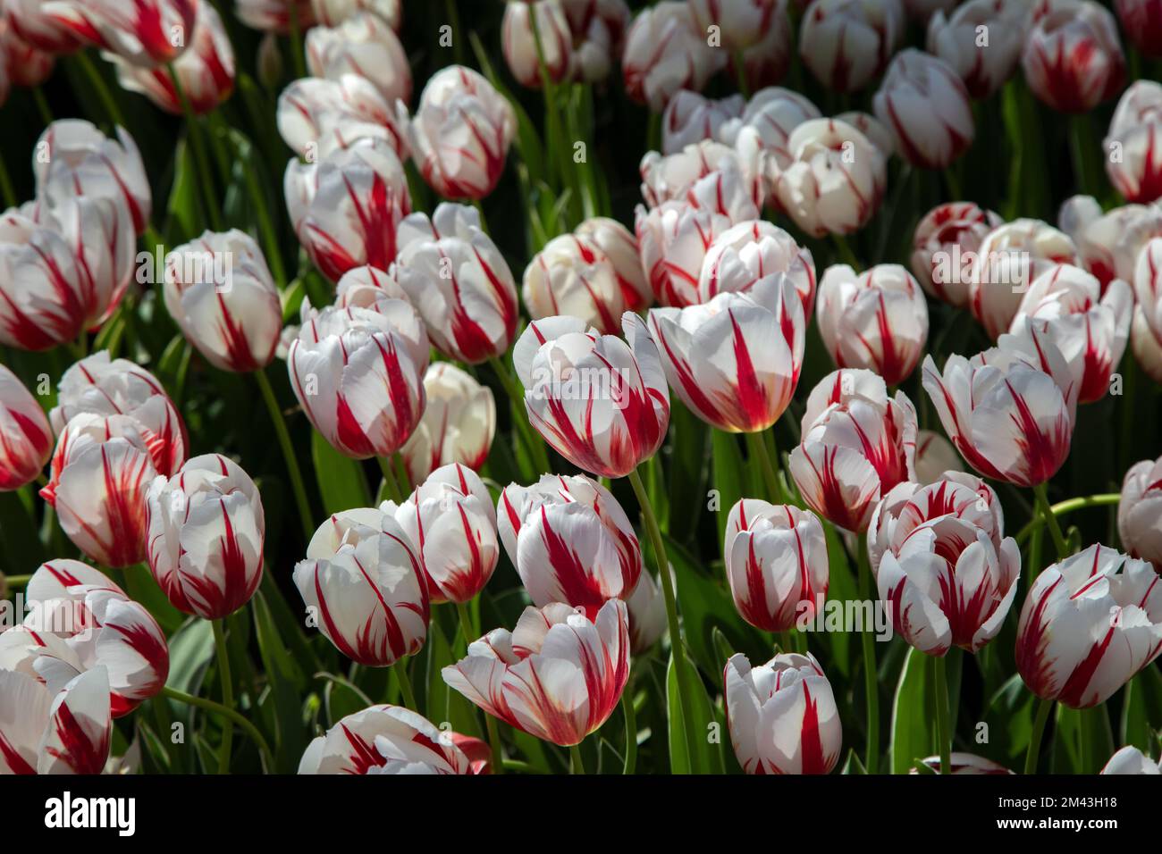 Beautiful many white and red patterned tulips,close up Stock Photo