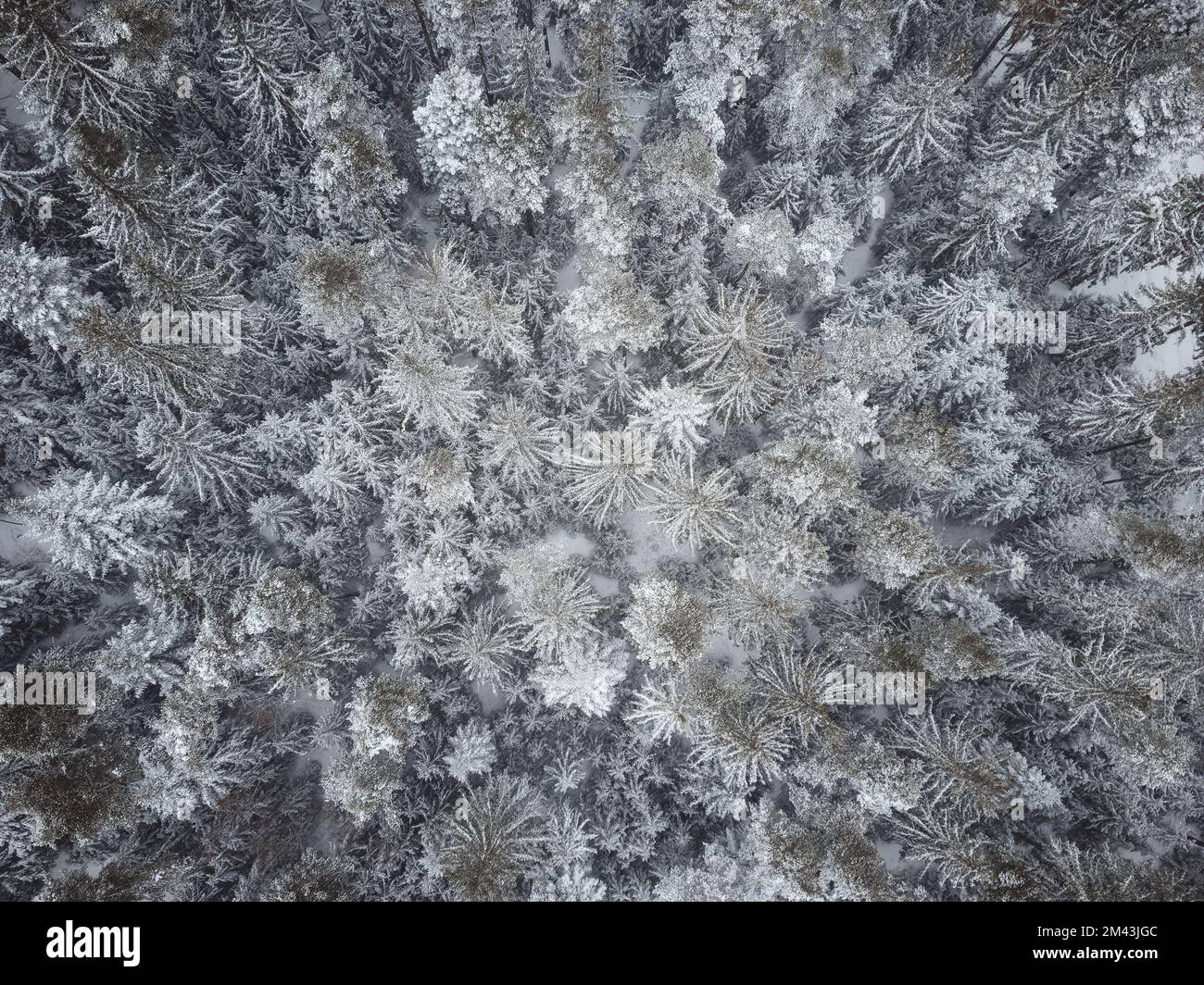 Aerial Top Down View Of The Forest. Coniferous Trees Covered With Snow ...