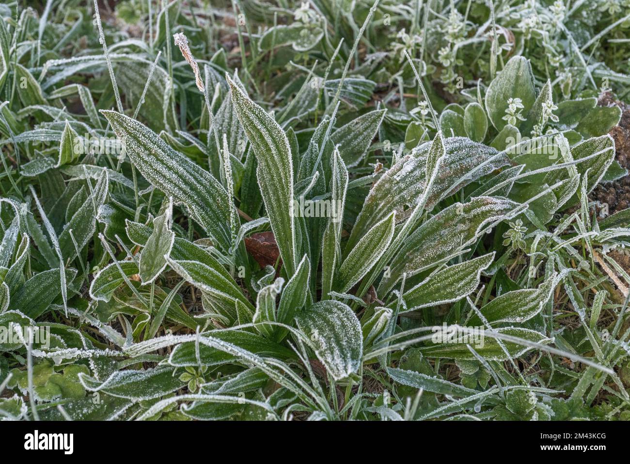 Frostcovered leaves of Ribwort Plantain / Plantago lanceolata, a