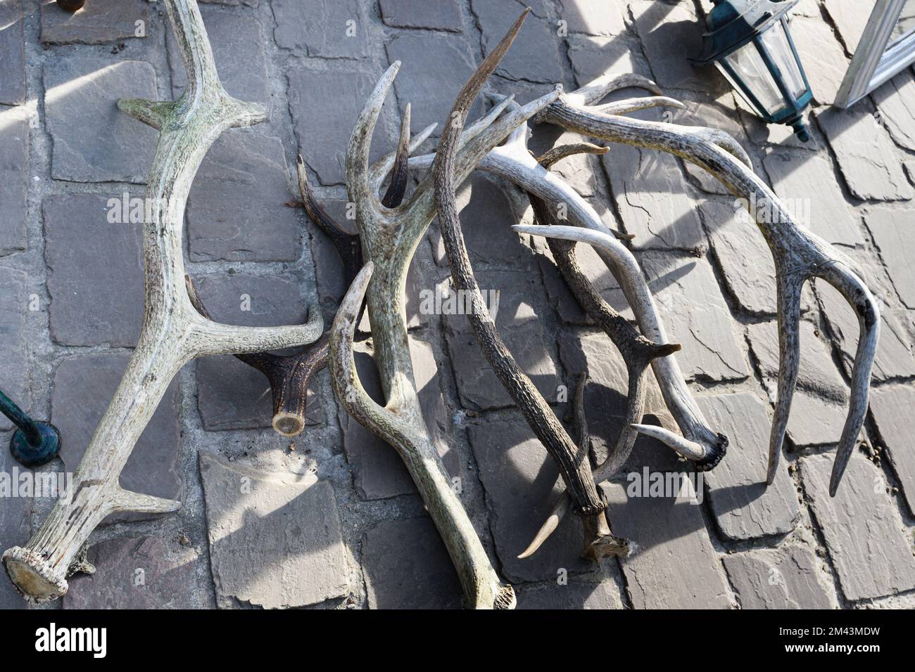 Tongeren. Limburg - Belgium 13-02-2022. Deer antlers in the form of a hanger at a flea market. Stock Photo