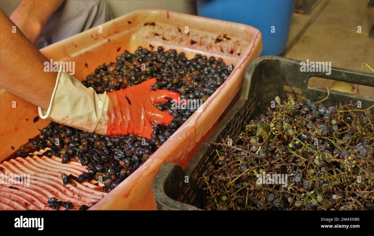 crushing red grapes in a large orange container by hand, a hand in a rubber glove squeezes grape juice from a fruit pulp and a box with branches Stock Photo