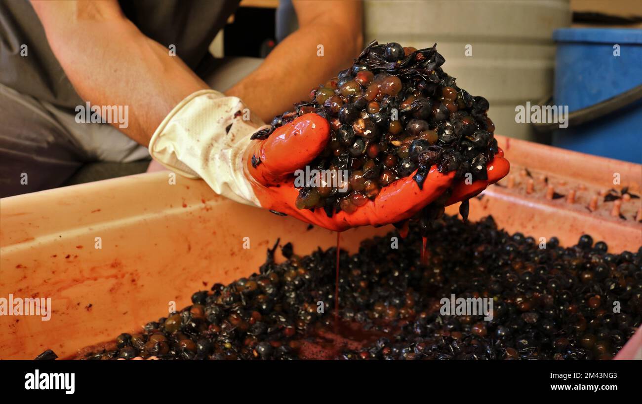 a hand in an orange rubber glove holds a lump of squeezed grape pomace
