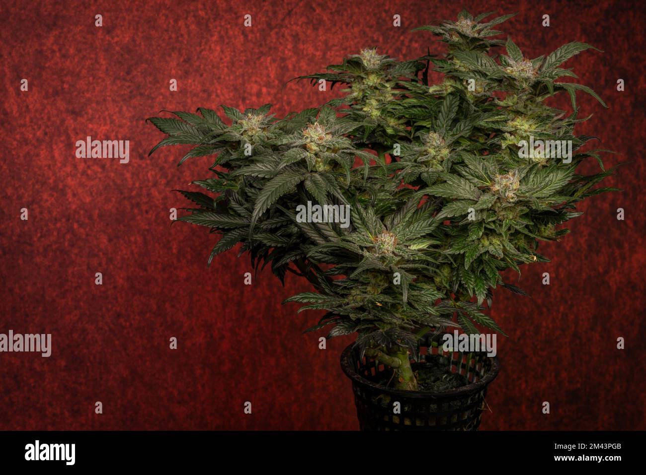 Mother of berries variety of marijuana with ripened bloom and dark red backbround Stock Photo