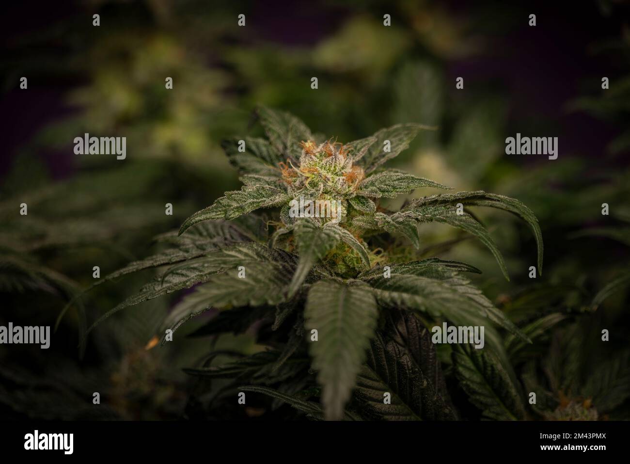 Mother of berries variety of marijuana with ripened bloom and dark violet backbround Stock Photo