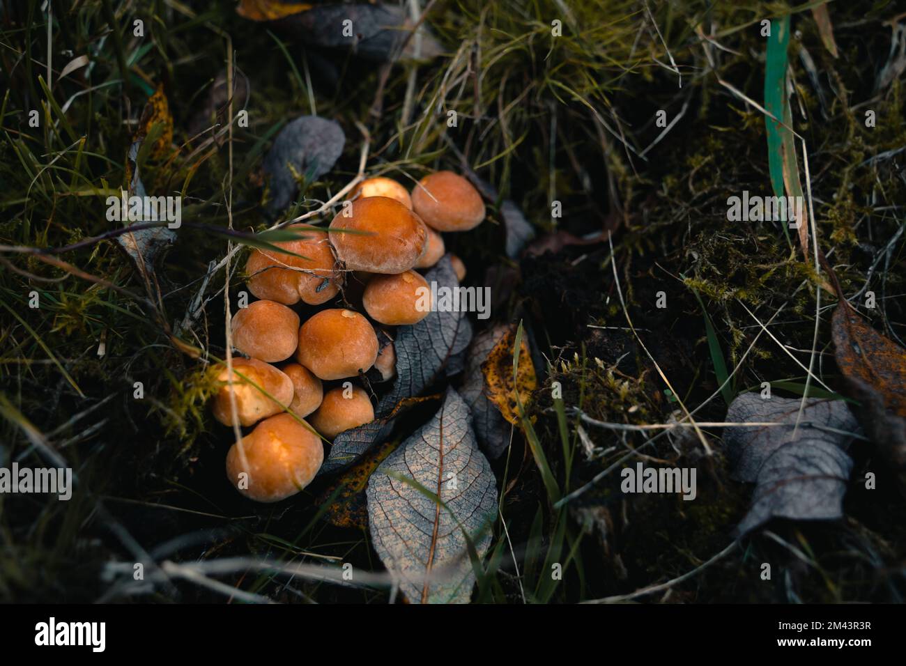 Hypholoma capnoides or Conifer Tuft orange mushrooms cluster in grass. Stock Photo