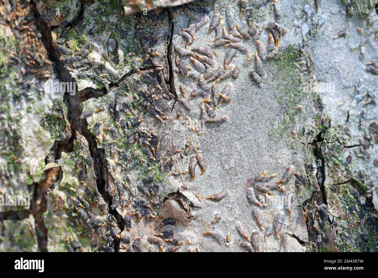 Apple mussel scale or oystershell scale (Lepidosaphes ulmi) is a widely invasive scale insect that is a pest of trees in orchards and others plants. Stock Photo