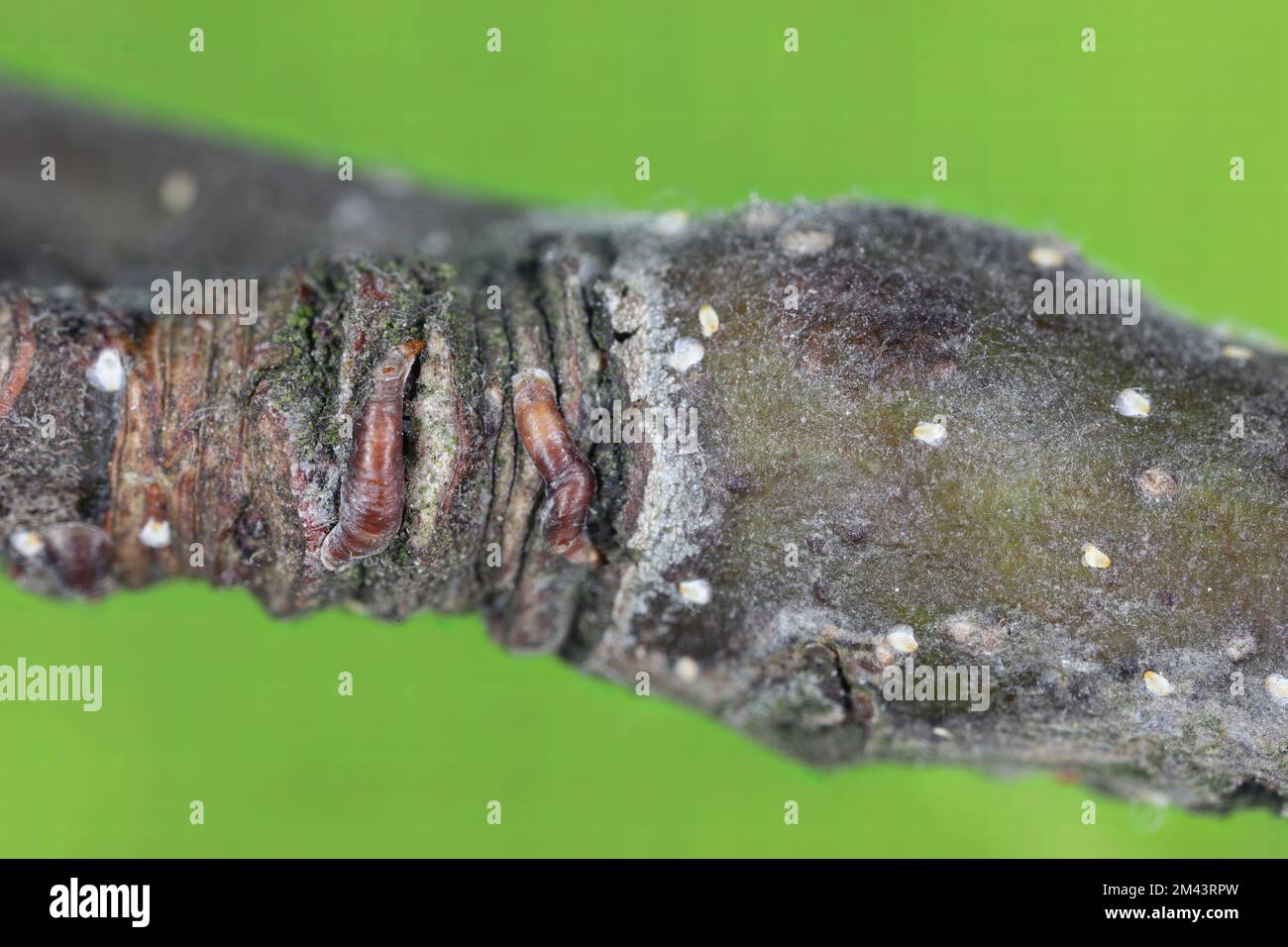 Dealing with Mussel Scale infestations on an apple tree – Herbidacious