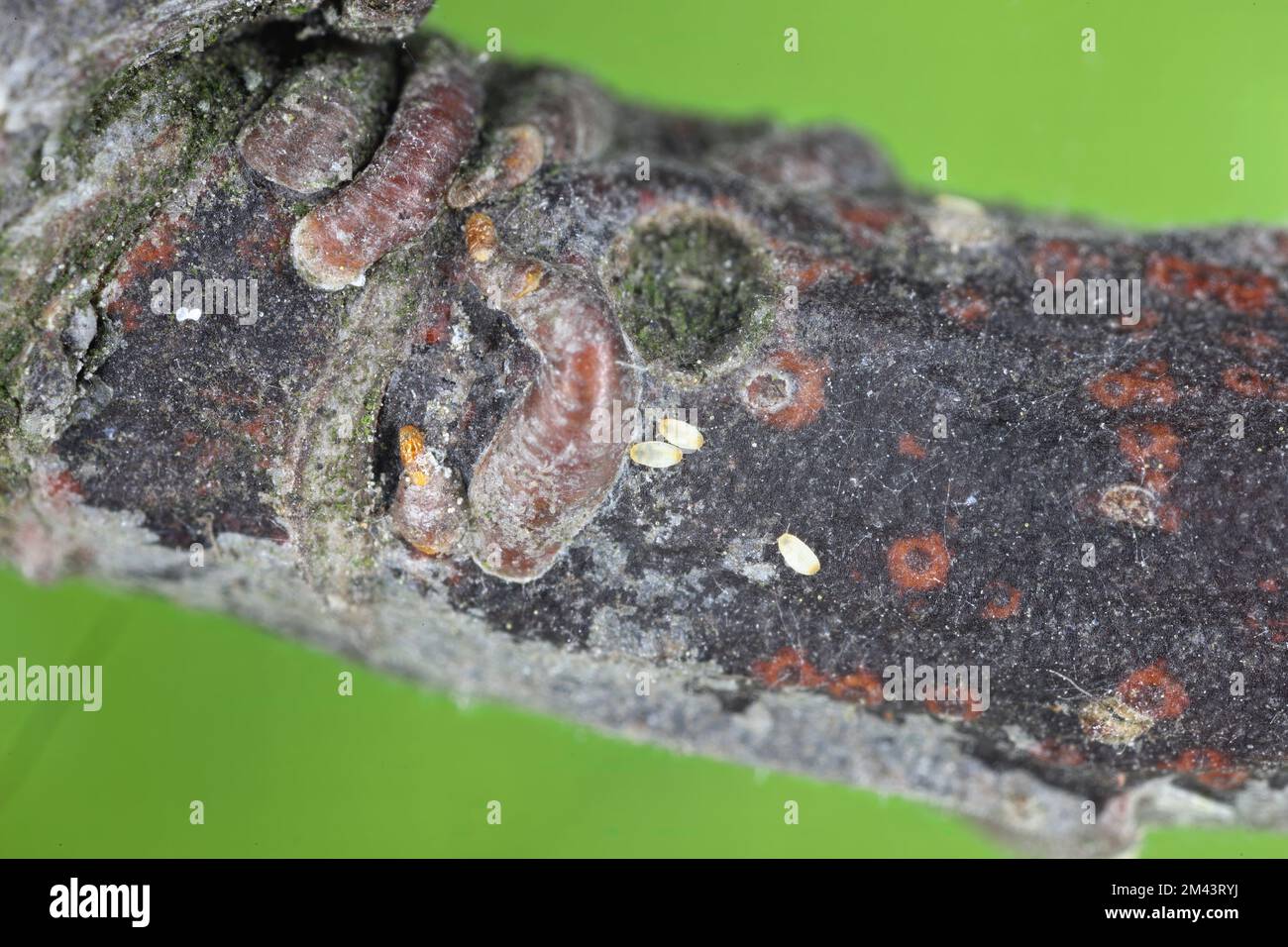 Adult female apple mussel scale or oystershell scale (Lepidosaphes ulmi) on the surface of an apple bark. Stock Photo