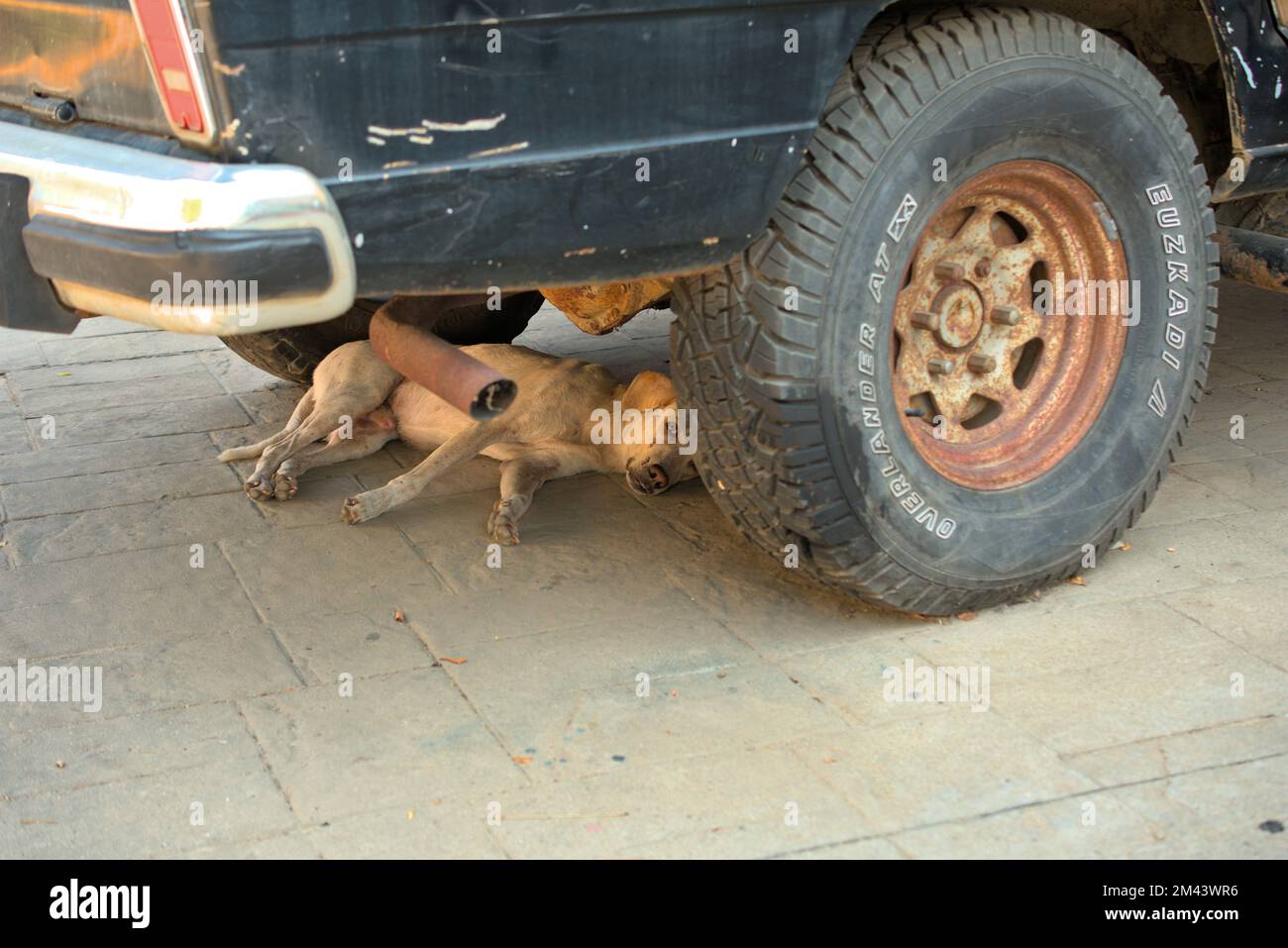 Stray dog resting under a truck Stock Photo