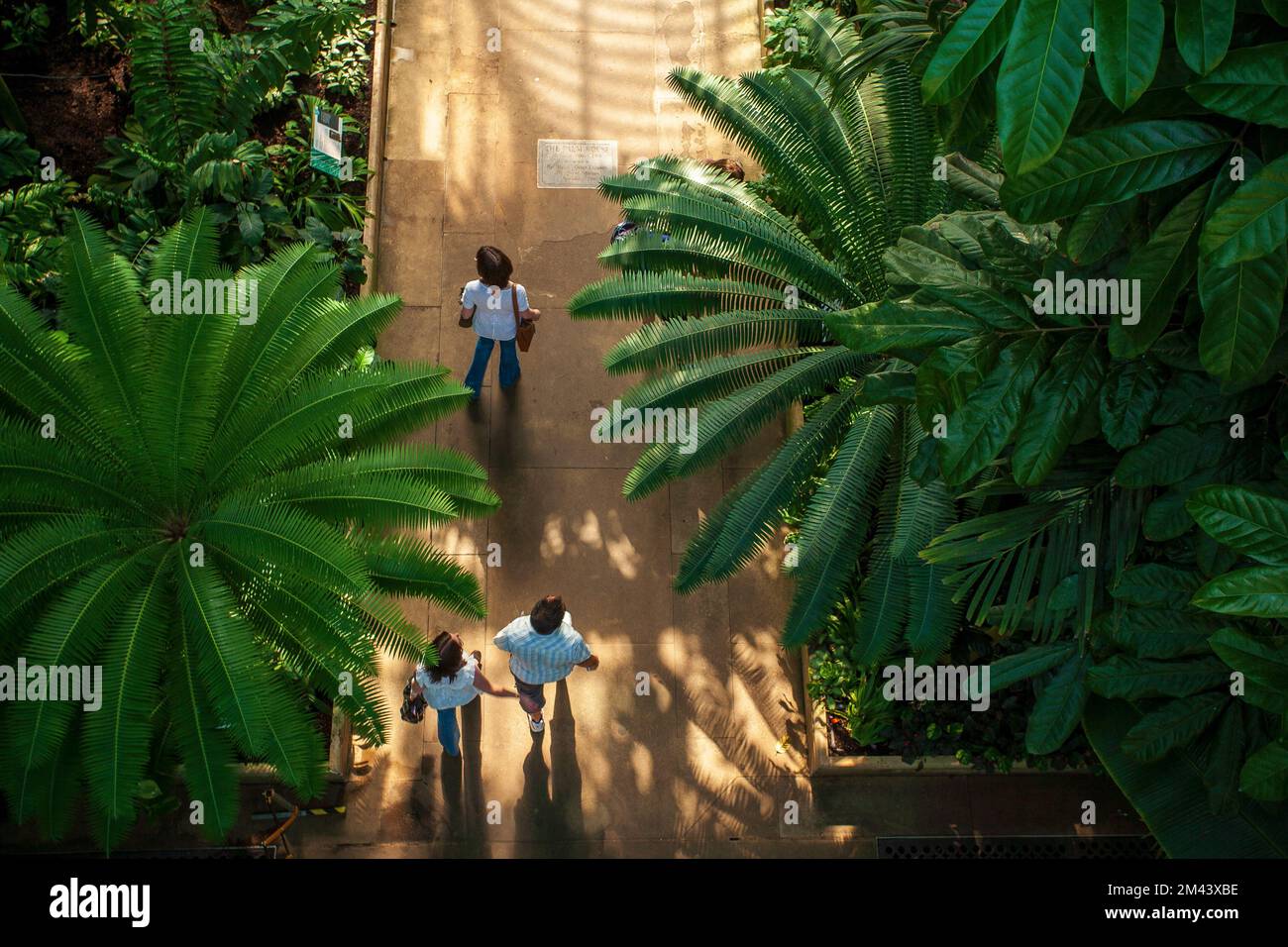 London. United Kingdom.  Palm garden in a greenhouse in Kew Royal Botanic Gardens Stock Photo