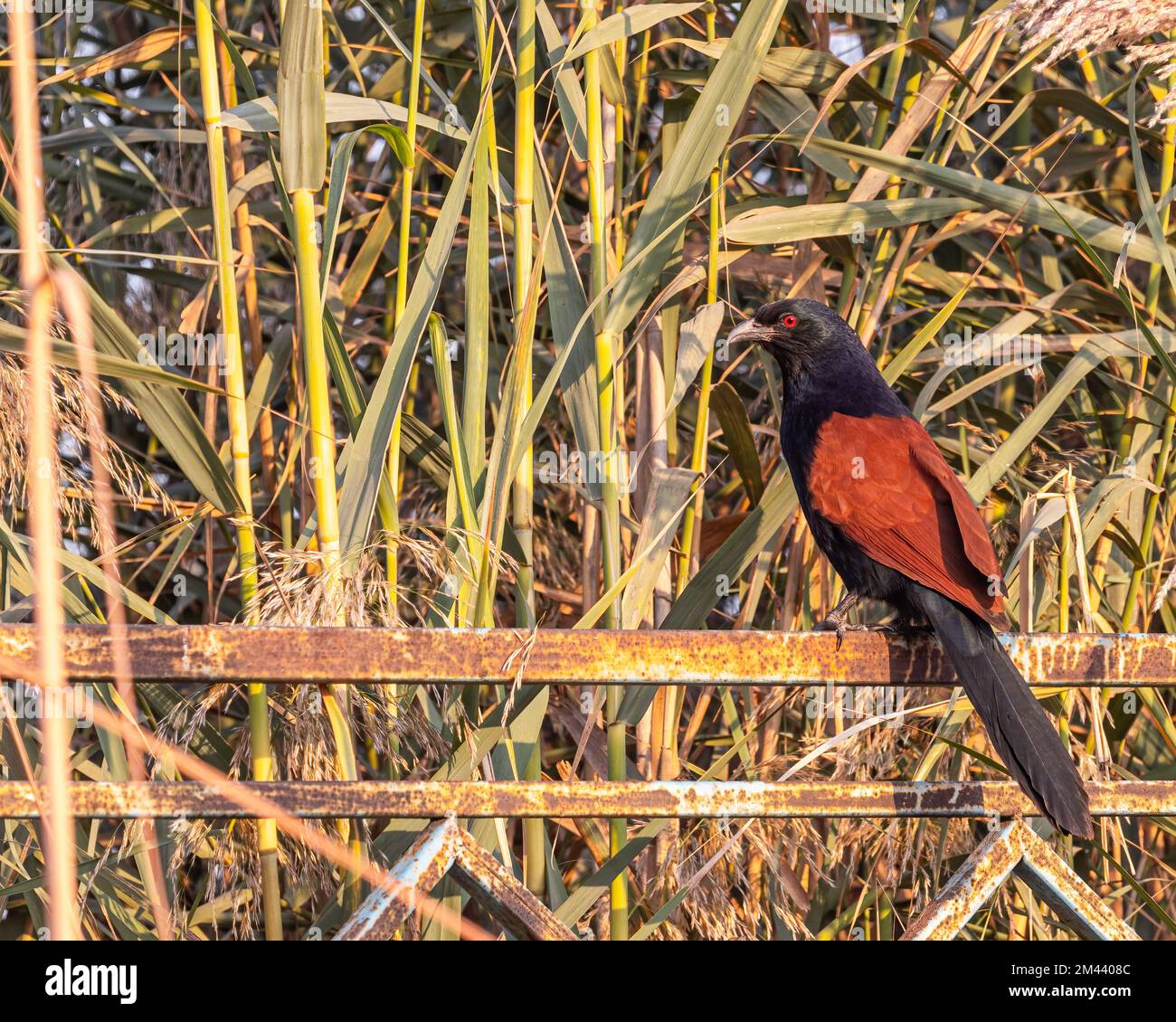 A Greater Coucal resting on a railing Stock Photo