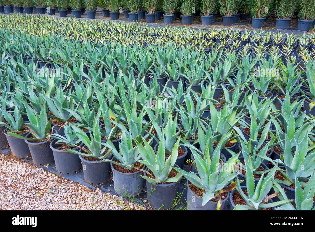 American agave seedlings in black pots grown in a garden center Stock Photo