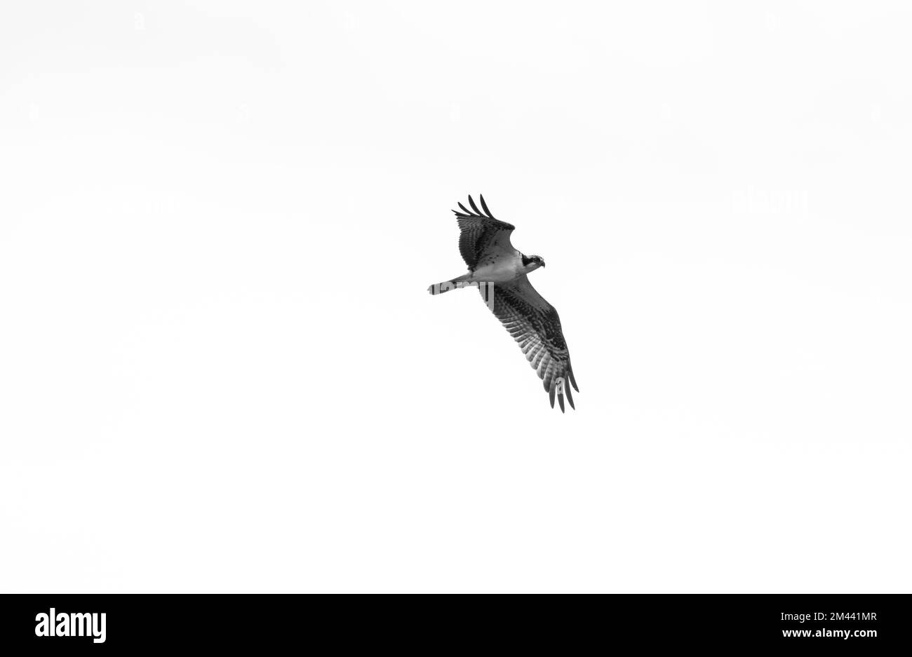 Flying Osprey (Pandion haliaetus) near Vera Cruz, Mexico Stock Photo