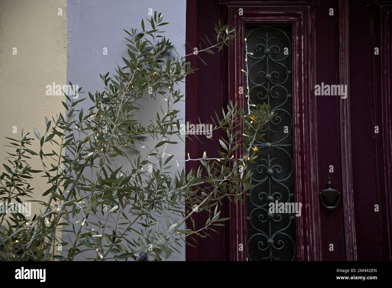 Festive Christmas fairy lights on a miniature olive tree with a