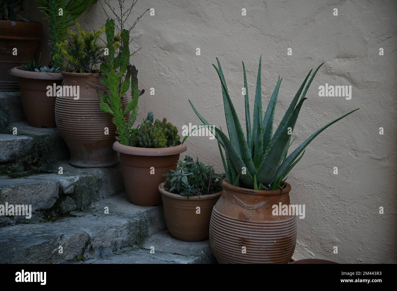 Traditional handmade clay pots with plants on antique stone steps Stock