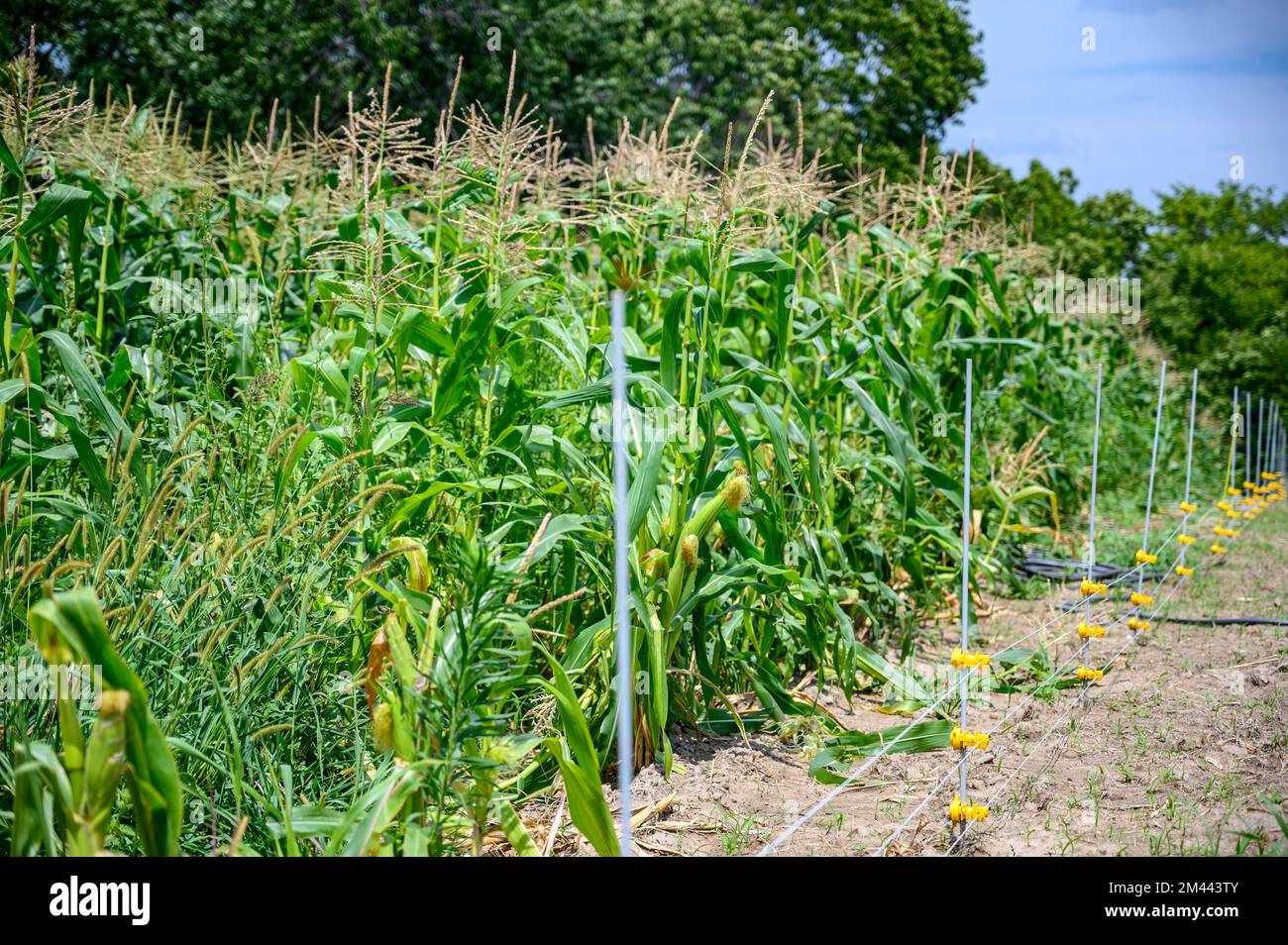 Row of sweet corn behind an electric fence Stock Photo - Alamy