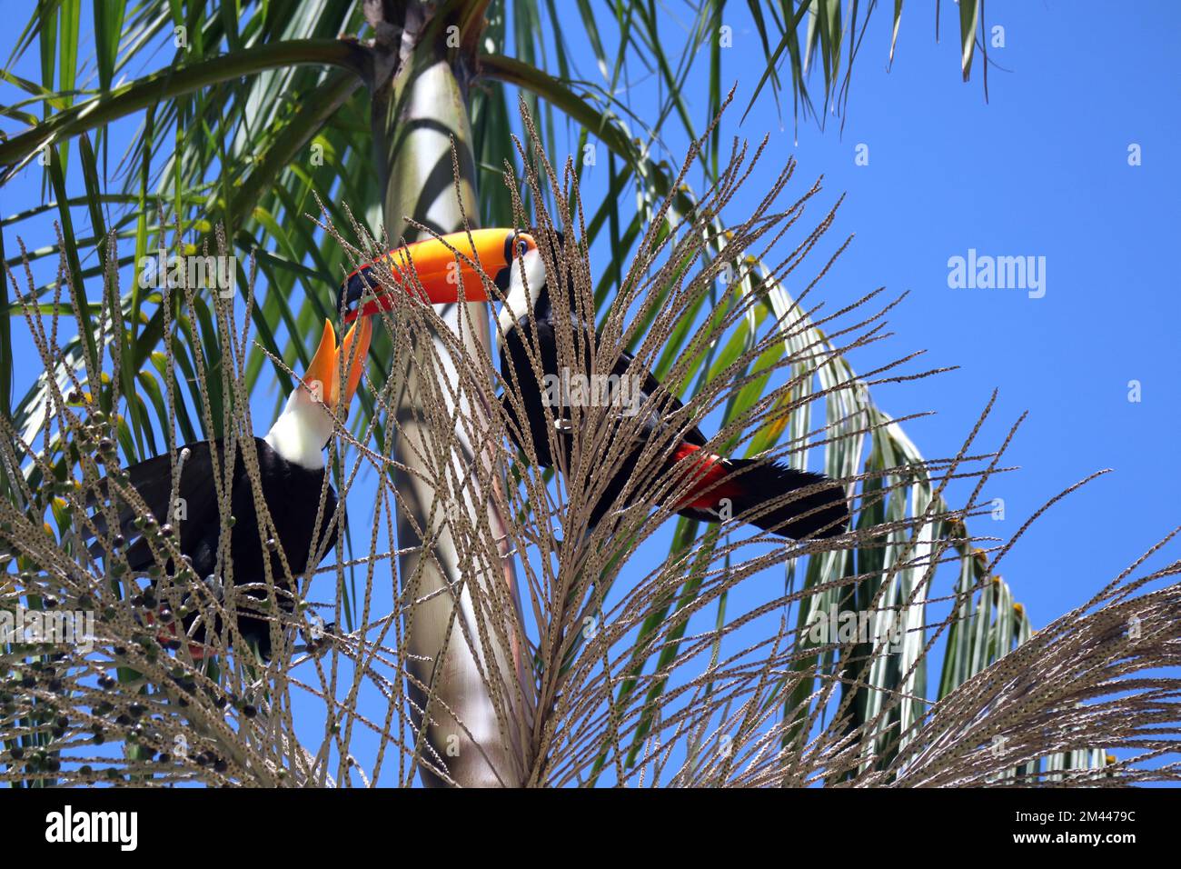 Ramphastos toco, or Toucans, on a Jussara Palm, Euterpe edulis, in Brazil. Stock Photo