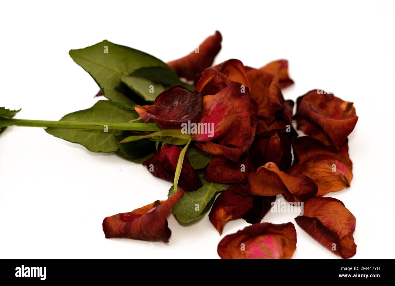 A single dried and wilted withered flower rose with petals isolated on
