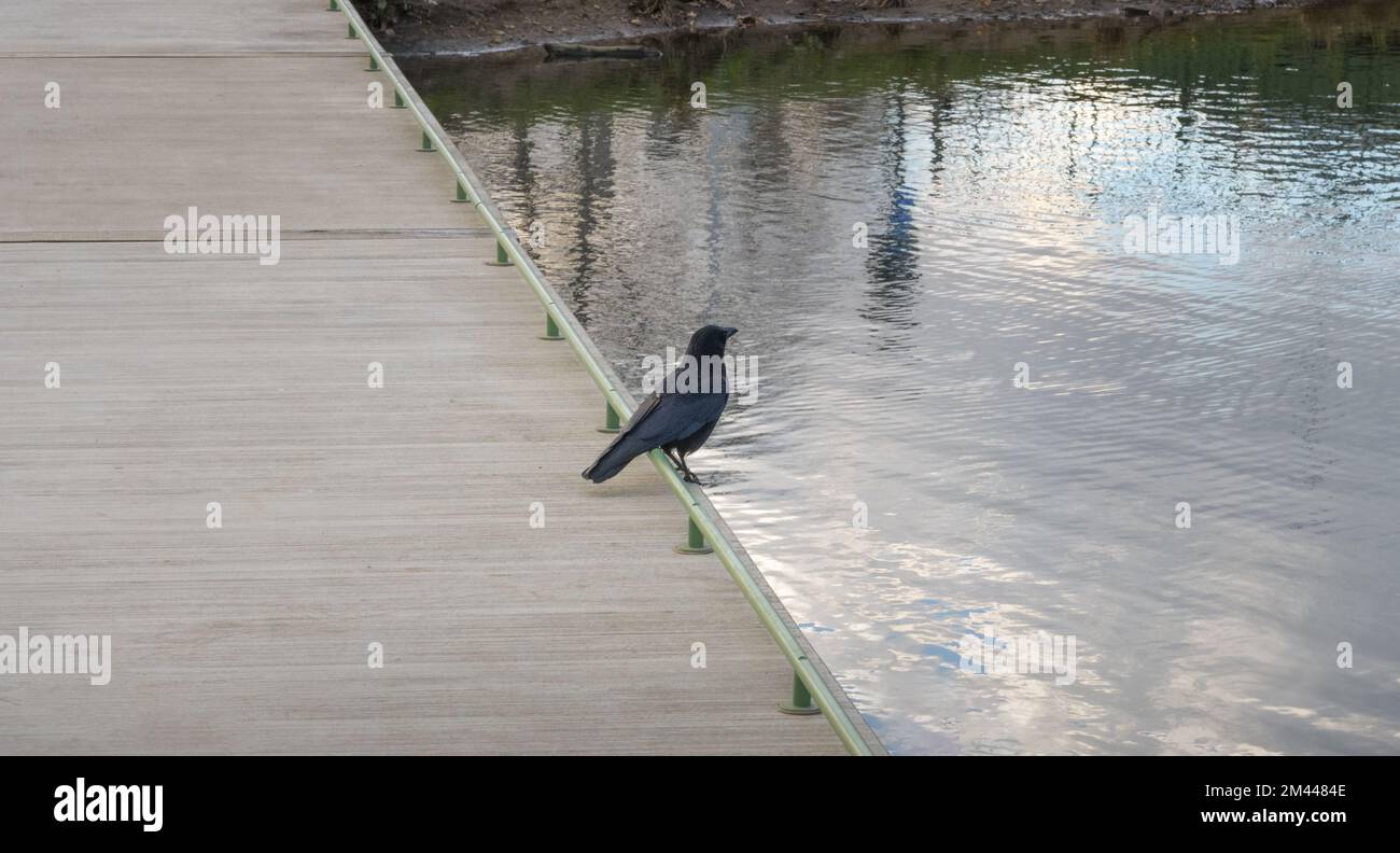 Black raven on the pier of the river. Diagonal composition Stock Photo