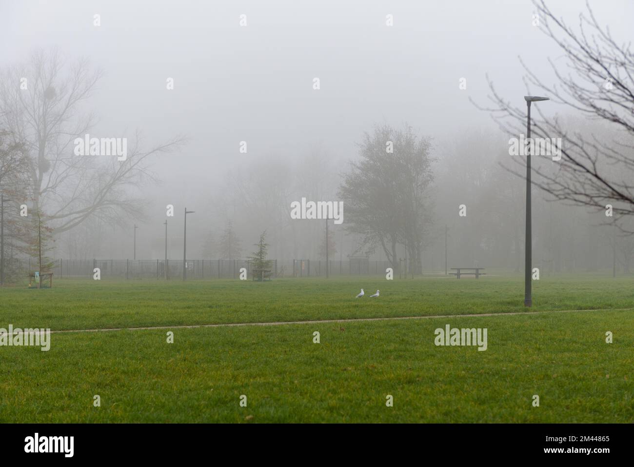 Fog in the park. Foggy atmosphere cityscape Stock Photo