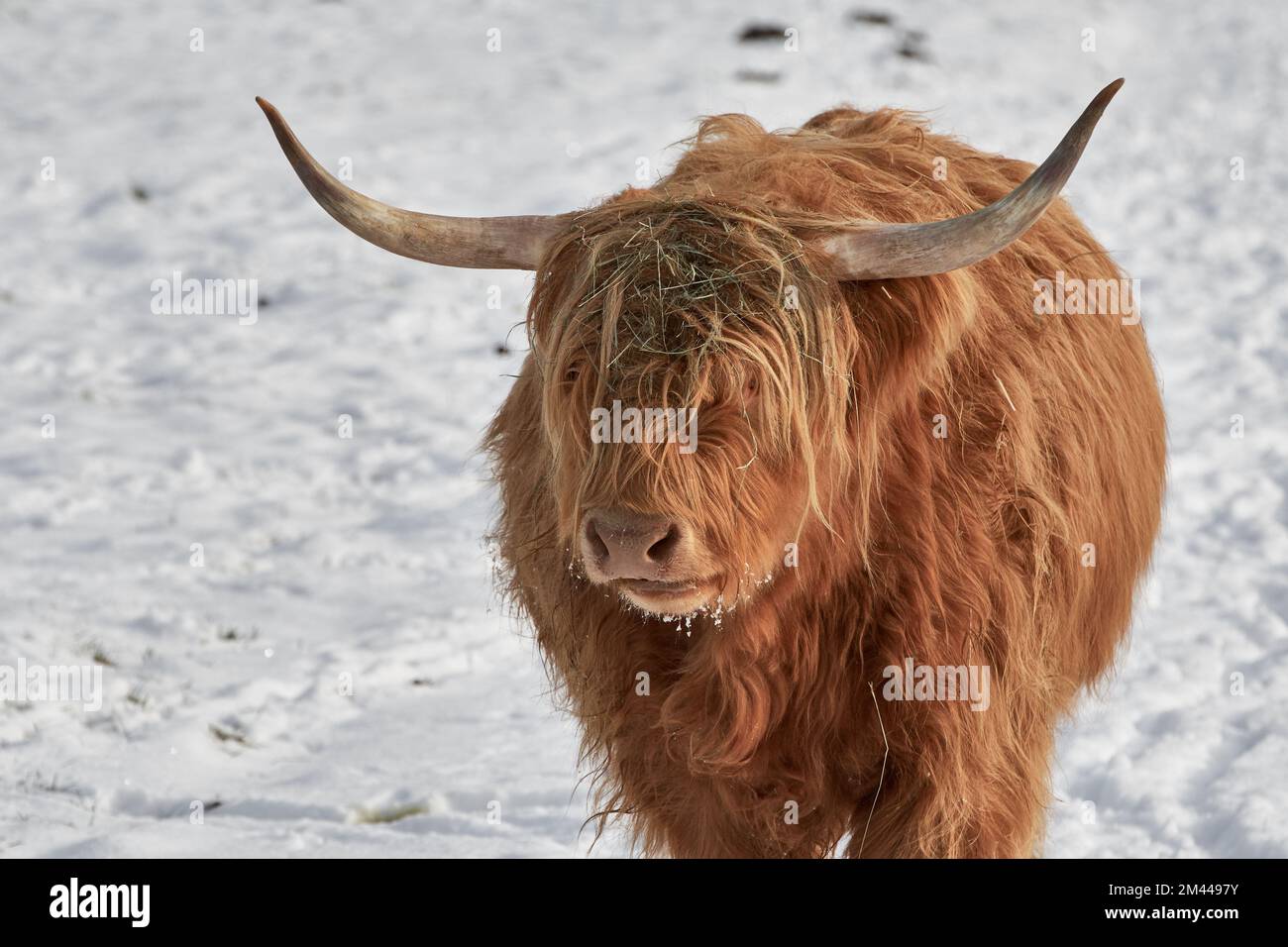 Highland cow standing hi-res stock photography and images - Alamy