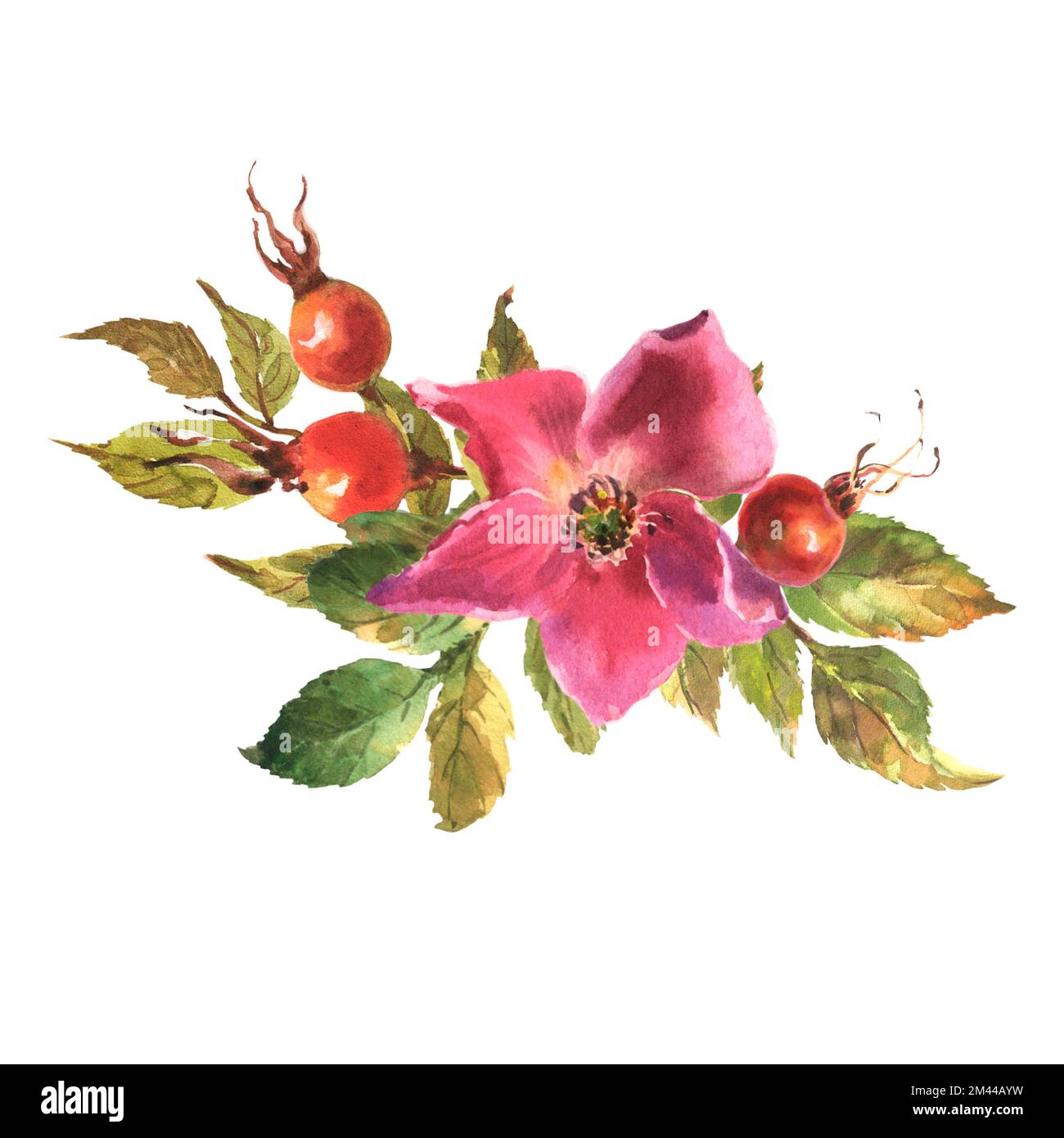 Botanical wild rose flower watercolor. Watercolor set of rose hip ...