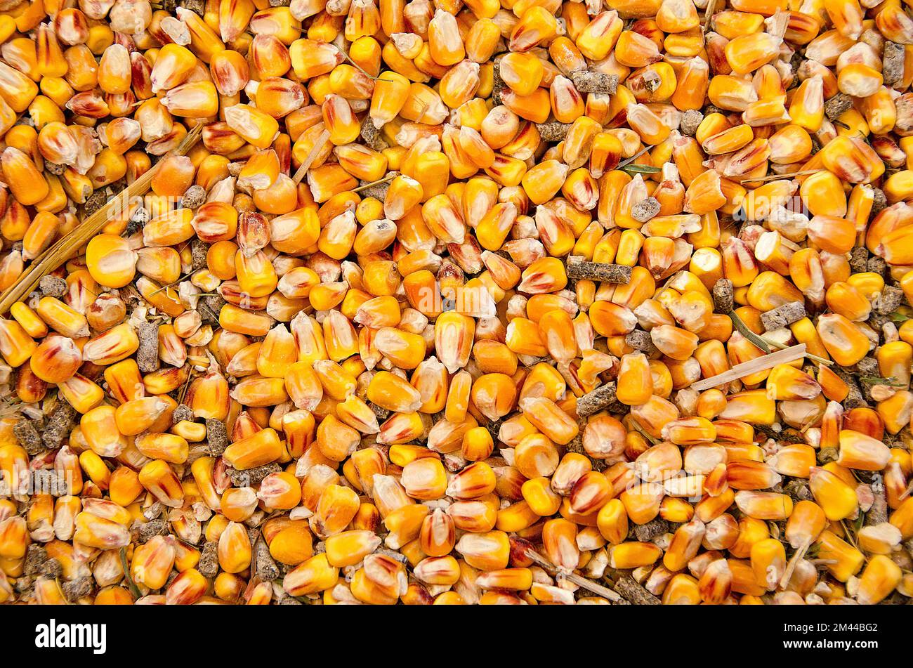 A mixture of rabbit pellets and dried kernels of corn Stock Photo Alamy