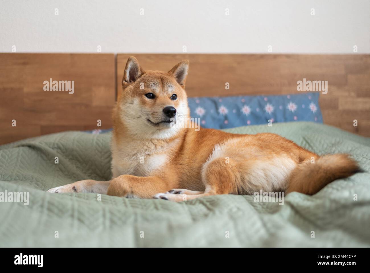 Shiba inu dog is lying on the bed Stock Photo Alamy