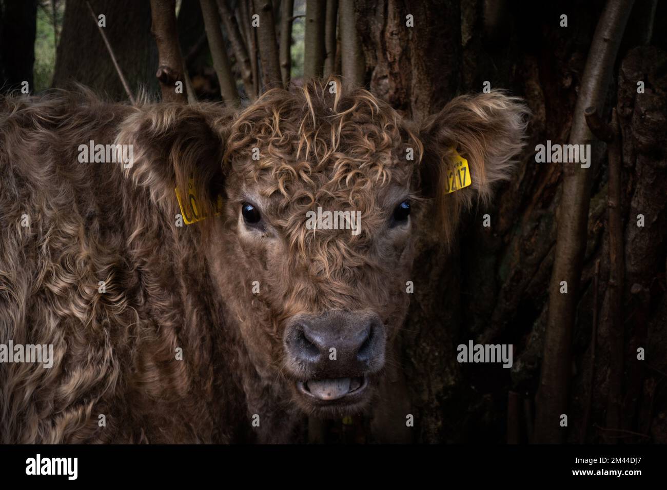 A closeup of a Galloway cattle, a portrait of a brown furry beef cattle captured in a farm Stock