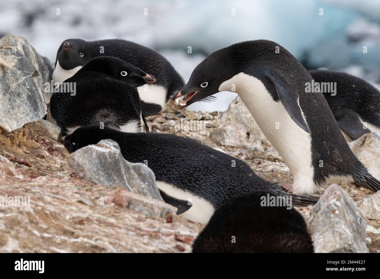 Antarctica, Vega Island aka Devil Island. Nesting colony of Adelie