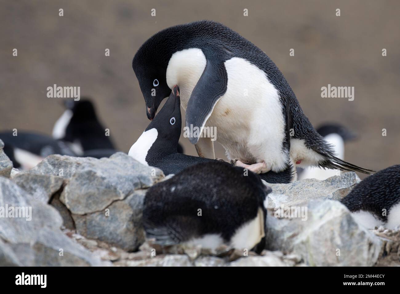 Penguin breeding behavior hi-res stock photography and images - Alamy