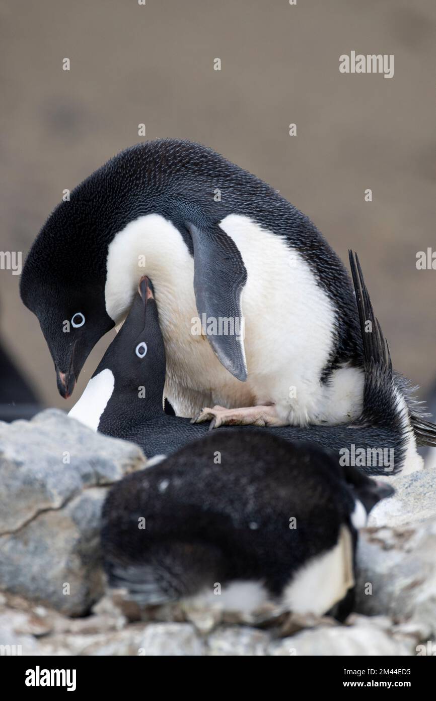 Antarctica, Vega Island aka Devil Island. Nesting colony of Adelie