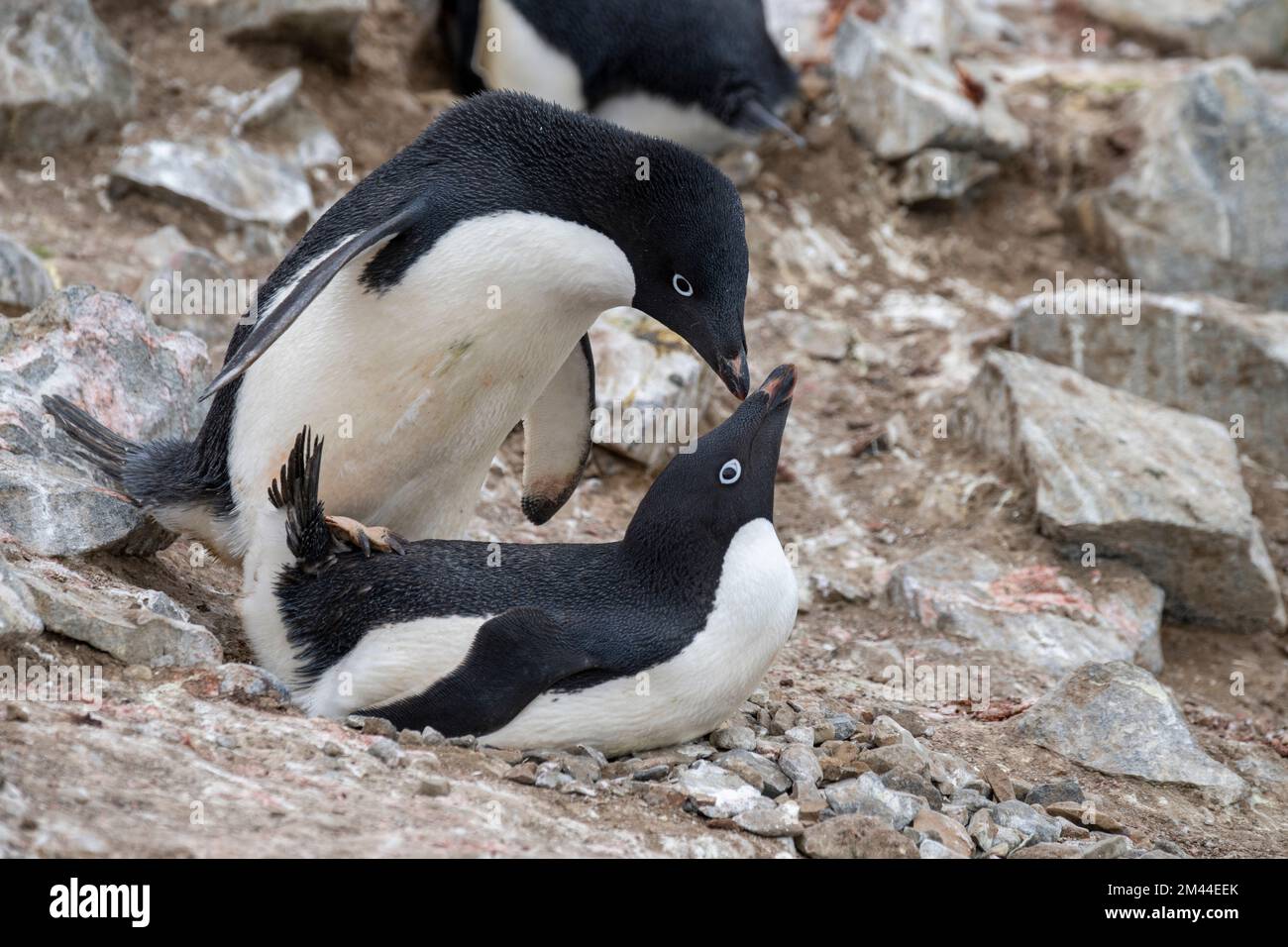 Antarctica, Vega Island aka Devil Island. Nesting colony of Adelie