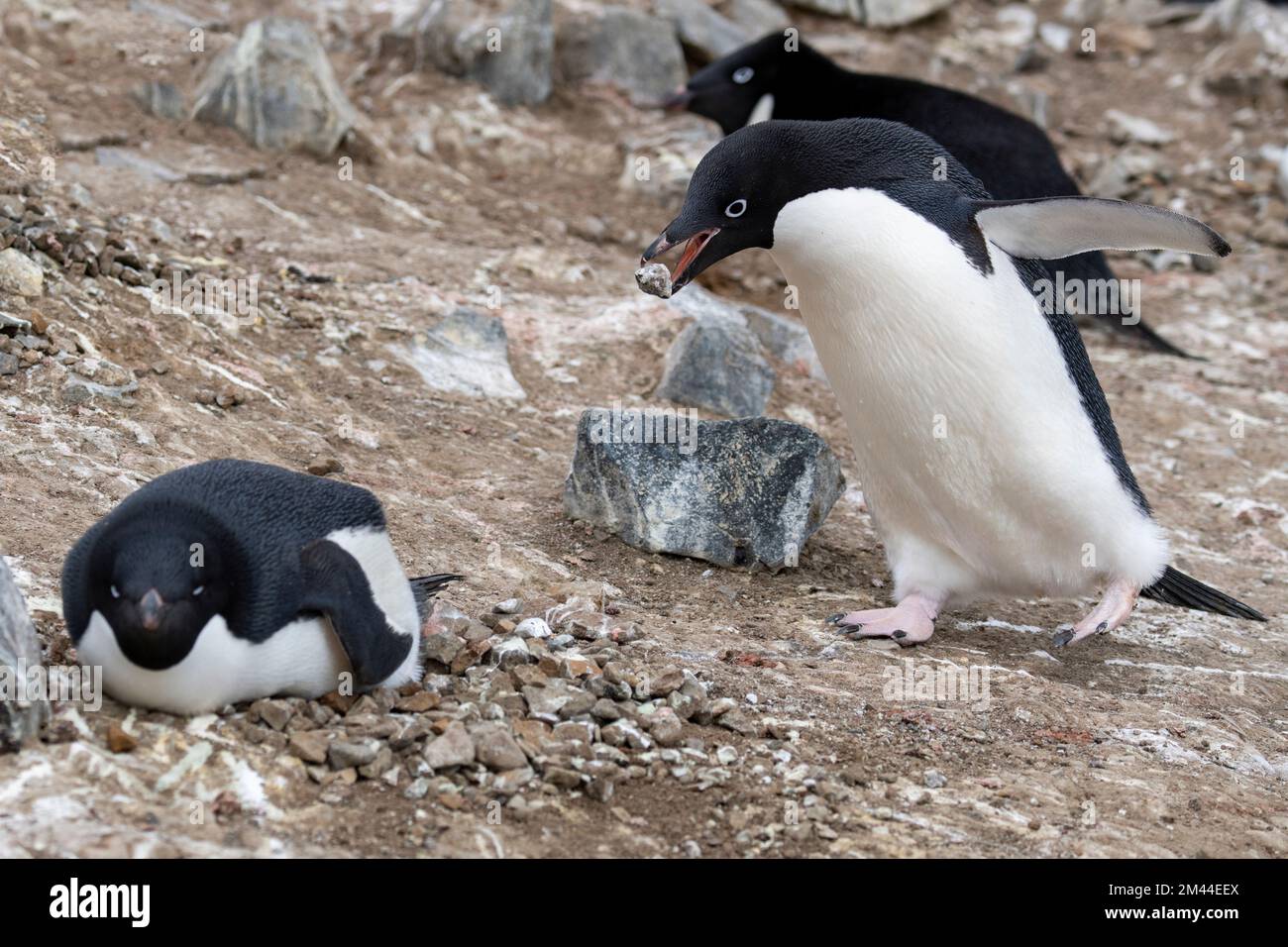 Antarctica, Vega Island aka Devil Island. Nesting colony of Adelie