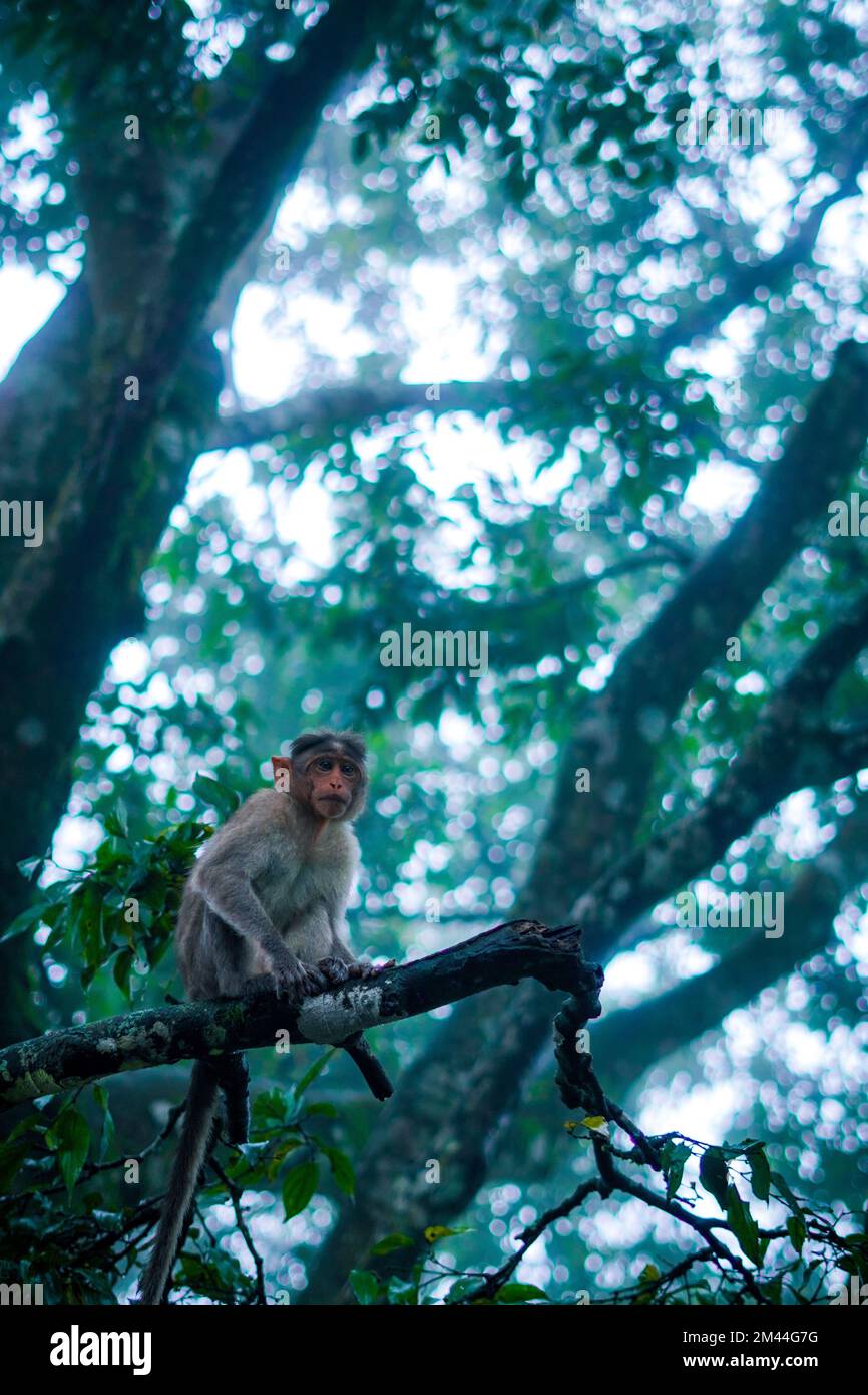 A vertical selective shot of a wild monkey sitting on a branch in Nandi