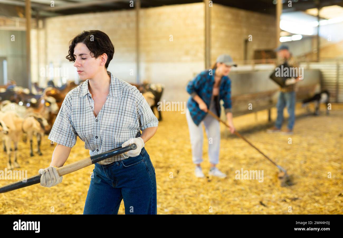Female farmer picking up hay with pitchfork to feed the goats at family ...