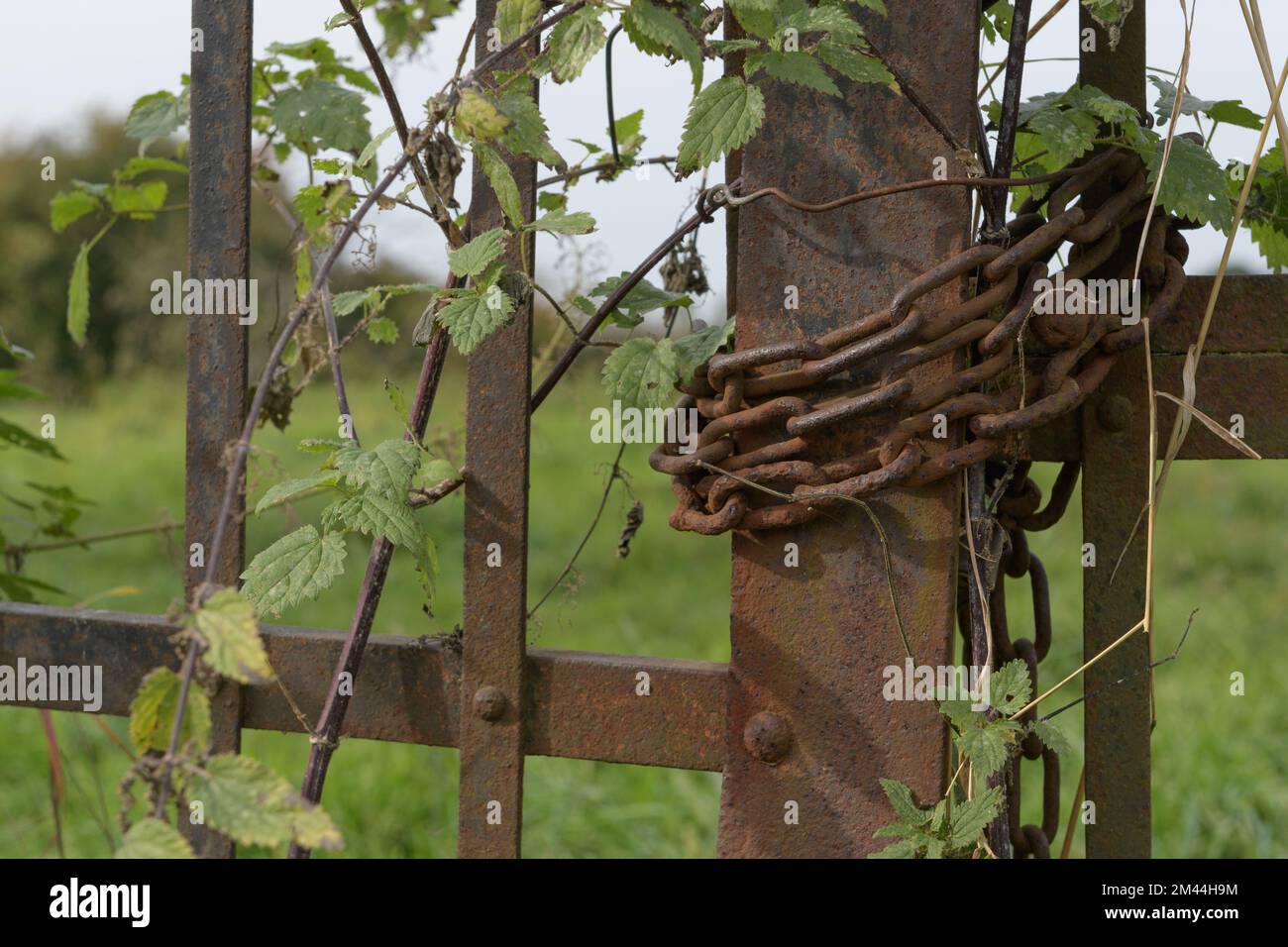 fragment of an iron gate closed with an iron wire instead of a lock Stock Photo