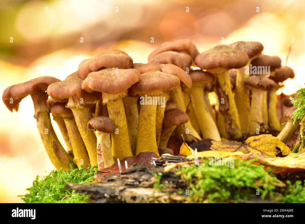 Group of parasitic wood dwellers Common armillaria solidipes (Armillaria ostoyae) on a tree stump in mixed beech forest, Hunsrueck Stock Photo