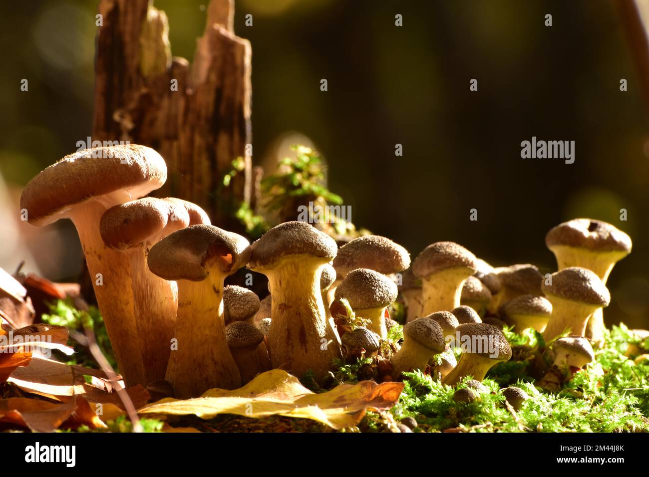 Group of parasitic wood dwellers Common armillaria solidipes